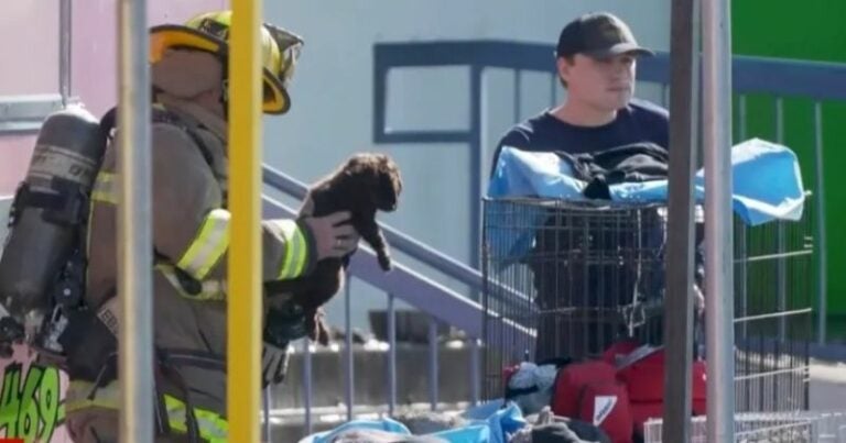 Más de 500 animales mueren en incendio de centro comercial de Dallas