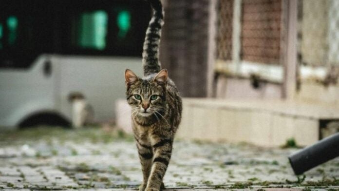 Denuncian envenenamiento de gatos en residencial capitalina