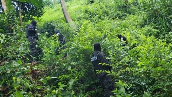 Nueva plantación coca Trojes