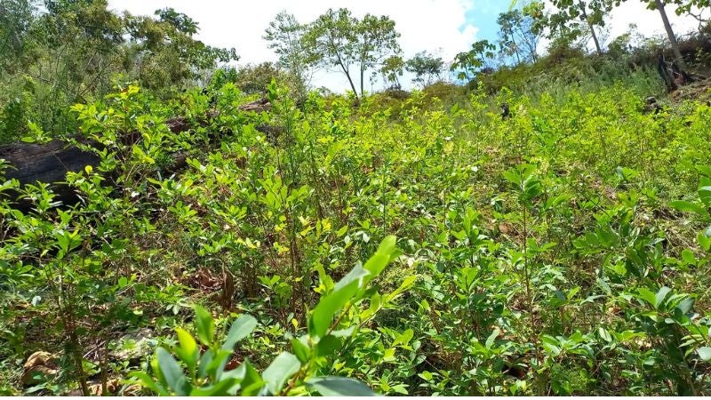 Plantación de coca en El Paraíso