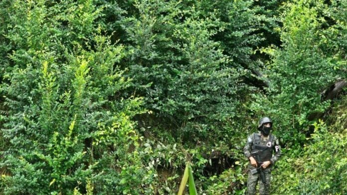 Arbustos coca Cerro Azul Patuca