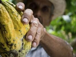 Fenómenos climáticos extremos merman la producción de cacao