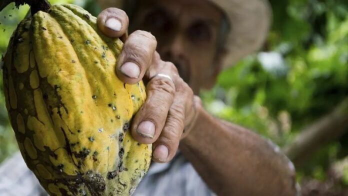 Fenómenos climáticos extremos merman la producción de cacao