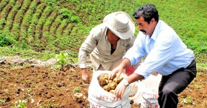 Productores de papa denuncian por 