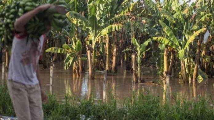 Honduras contabiliza más de L3 mil millones en pérdidas por tormenta Sara