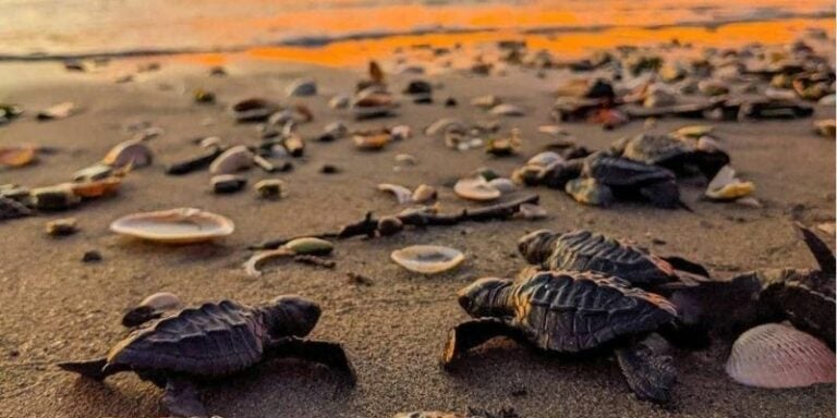 Playa El Venado, de explotar huevos de tortuga a refugio de conservación