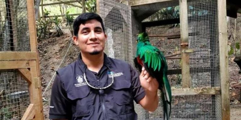 Victoria para la conservación natural: rescatan quetzal herido en Intibucá