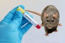 leptospira
