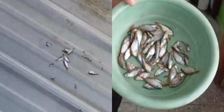 ¿Lluvia de peces en Choloma? El fenómeno inexplicable que sorprendió a muchos