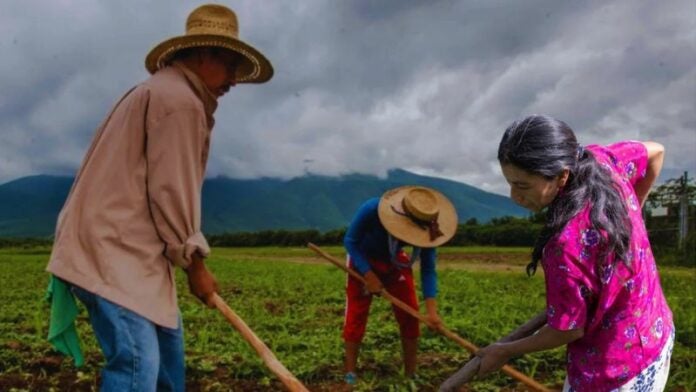 Cierre de USAID amenaza la producción agropecuaria