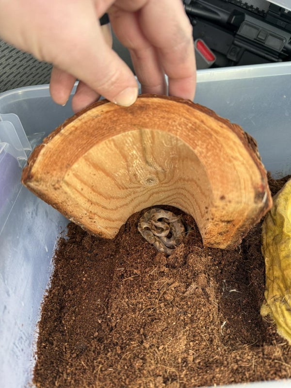 Serpiente venenosa encontrada en una caja de bananas