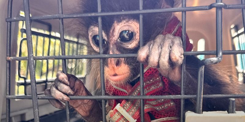 Autoridades rescatan animales silvestres en condiciones de cautiverio en Comayagua 