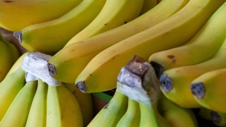 Serpiente venenosa encontrada en una caja de bananas