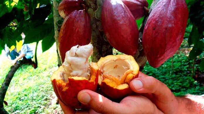 Cacao hondureño 10000 por tonelada