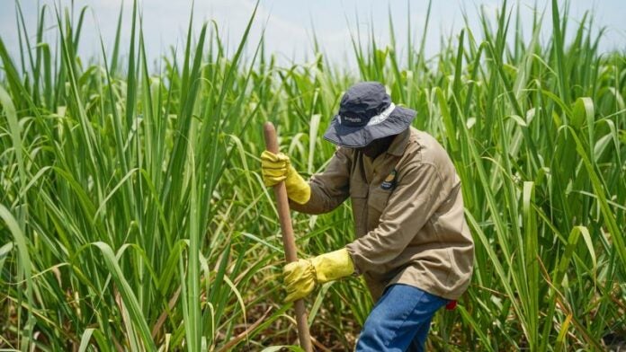 Azucareros abren 20 mil empleos