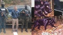 detienen-hombre-mato-jaguar-negro