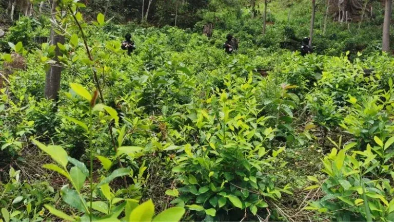 Autoridades erradican plantación de coca en la cuenca del río Cangrejal