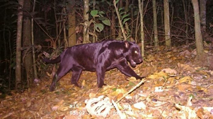 Jaguar Negro Honduras