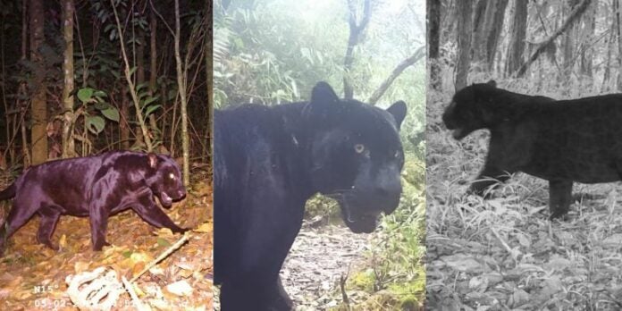 !Qué belleza¡ Así era el jaguar negro que murió a manos de un hondureño