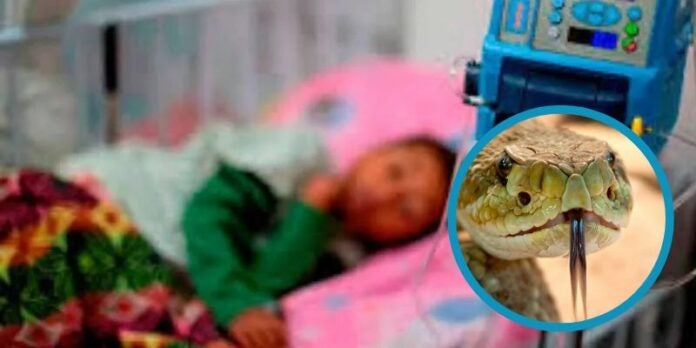 Mordedura de serpiente deja a un niño hospitalizado en el sur del pa