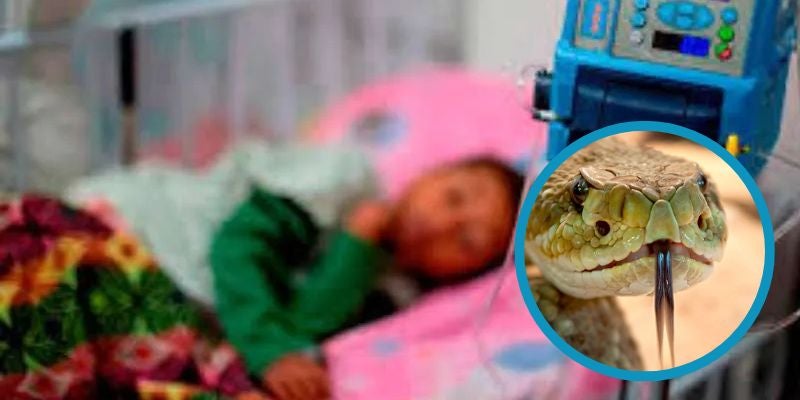 Mordedura de serpiente deja a un niño hospitalizado en el sur del pa