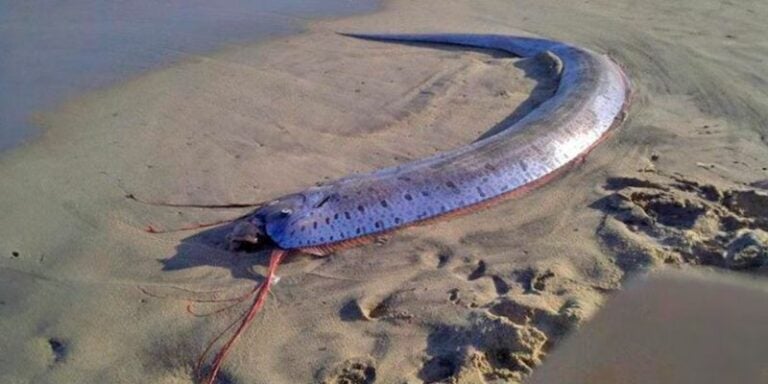 Increíble hallazgo: un pez desconocido de las profundidades sale a la superficie¿Dónde fue?