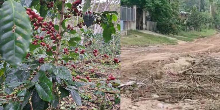 Productores de café en Yoro enfrentan dificultades por mal estado de carreteras