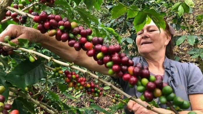 Honduras exporta 48 contenedores de café