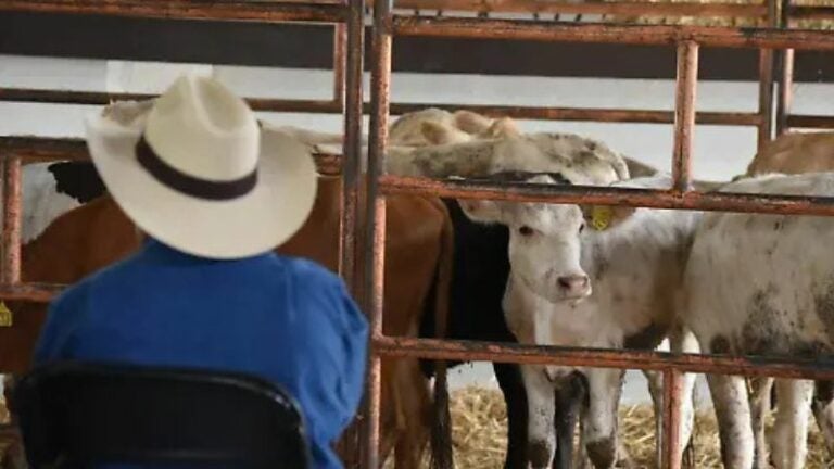 Olancho en alerta: gusano barrenador arrasa con ganado y amenaza la economía