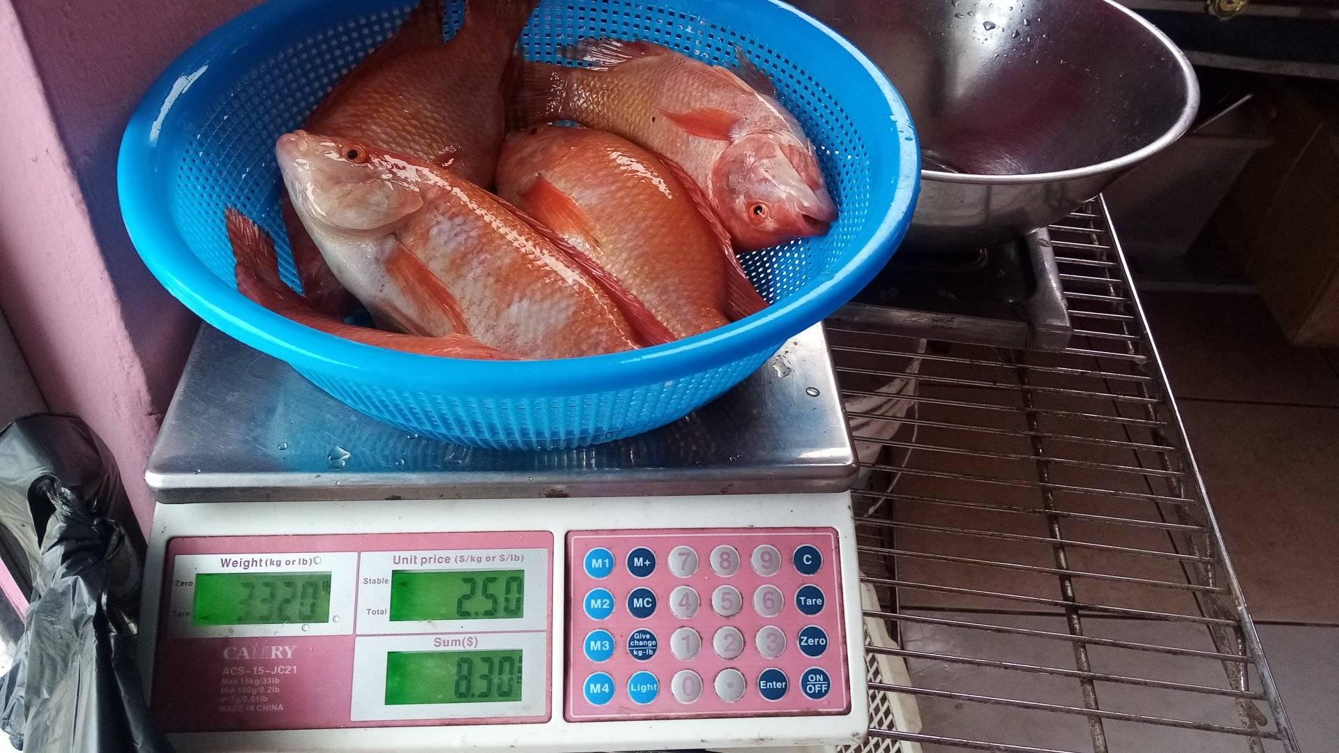 Tilapia roja