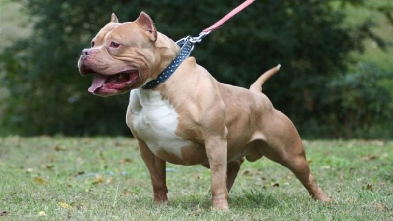 Según opinión de algunos pobladores, consideran que los perros pitbull son una raza peligrosa. 