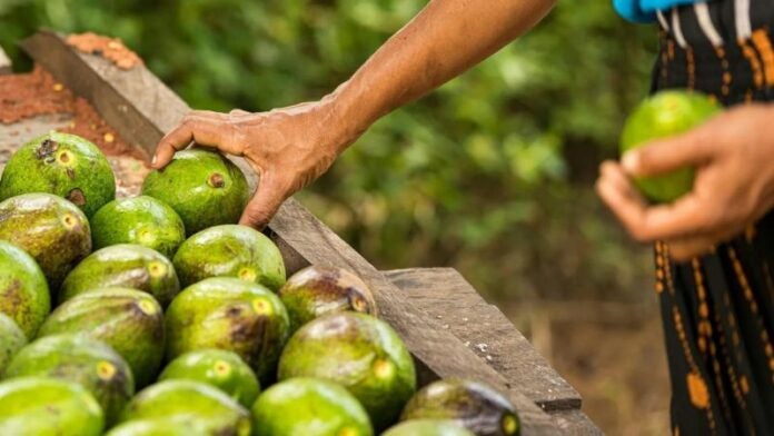 Honduras aguacate domesticado