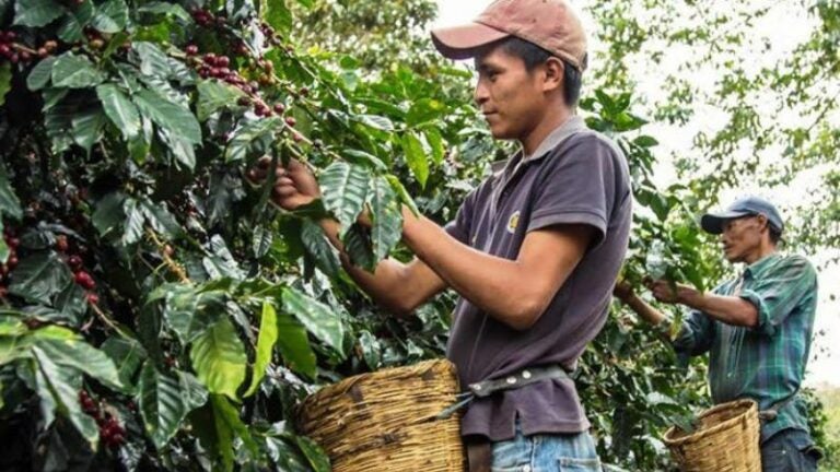 Cosecha de café alcanza el 85%