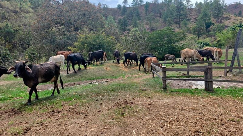 Envenenan reses Olancho