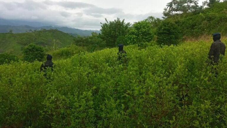 Hoja de Coca Honduras