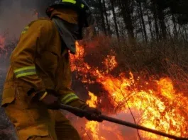 Peligro inminente: 2.8 millones de hectáreas de bosques en riesgo de incendiarse