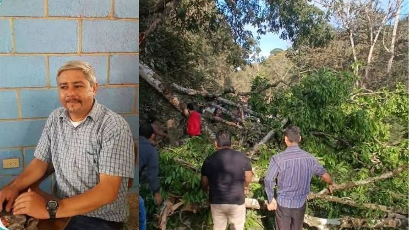 Maestro aplastado árbol