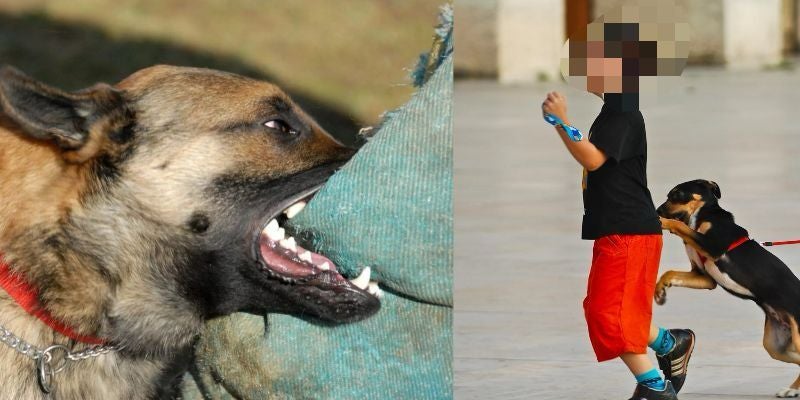 Niño sufre mordedura en sus genitales por un perro en Choluteca