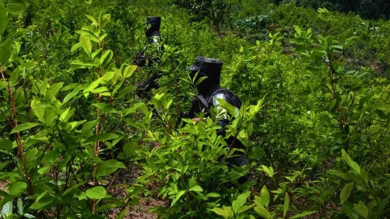 Plantación arbustos coca Iriona