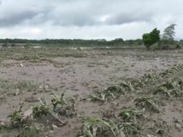 pérdidas tormenta Sara Honduras