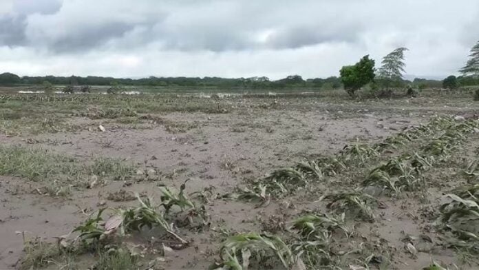 pérdidas tormenta Sara Honduras