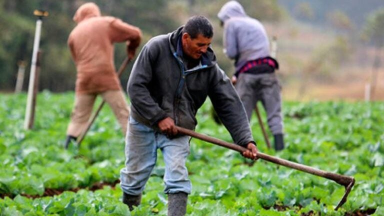 Productores agrícolas alertan sobre crisis por falta de apoyo gubernamental