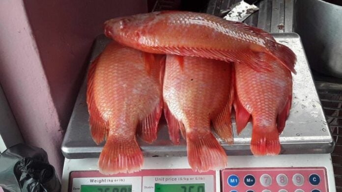 Tilapia roja registra un aumento de cinco lempiras en mercados capitalinos