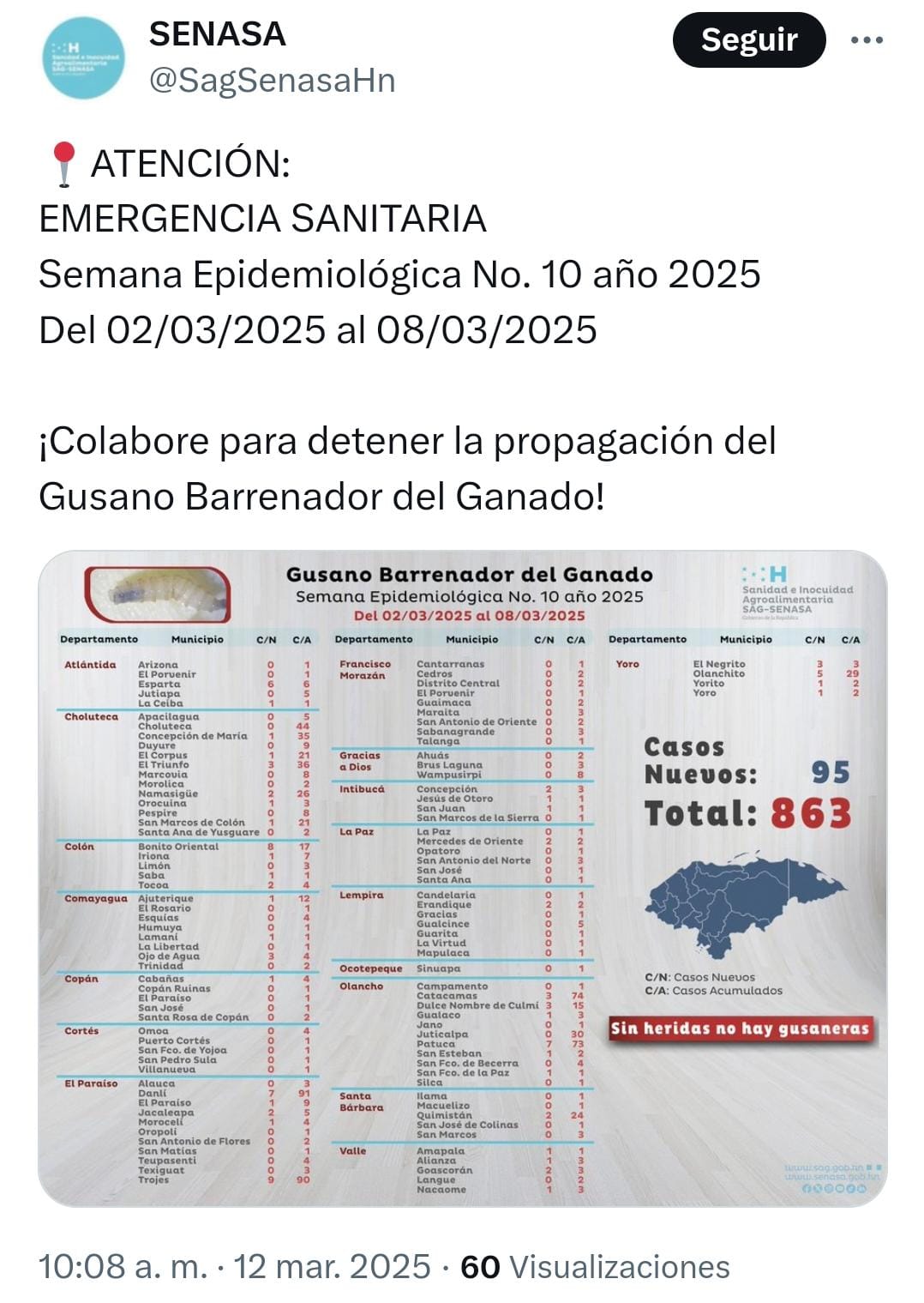 Gusano barrenador