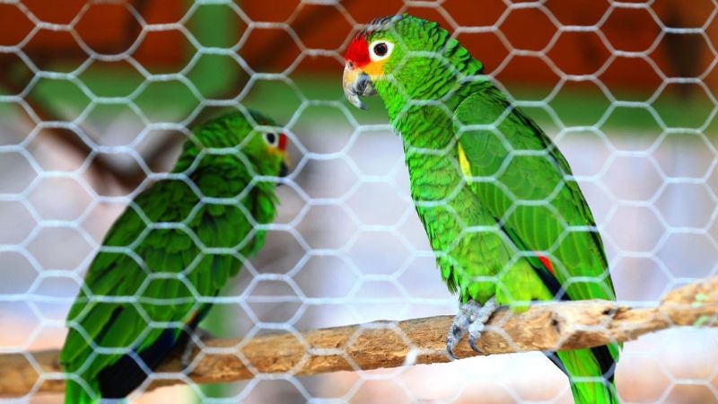 rescatan aves en Tegucigalpa