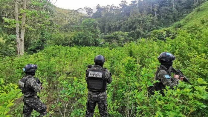 Localizan arbustos de coca en Colón