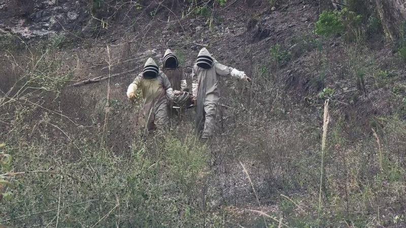 Abejas