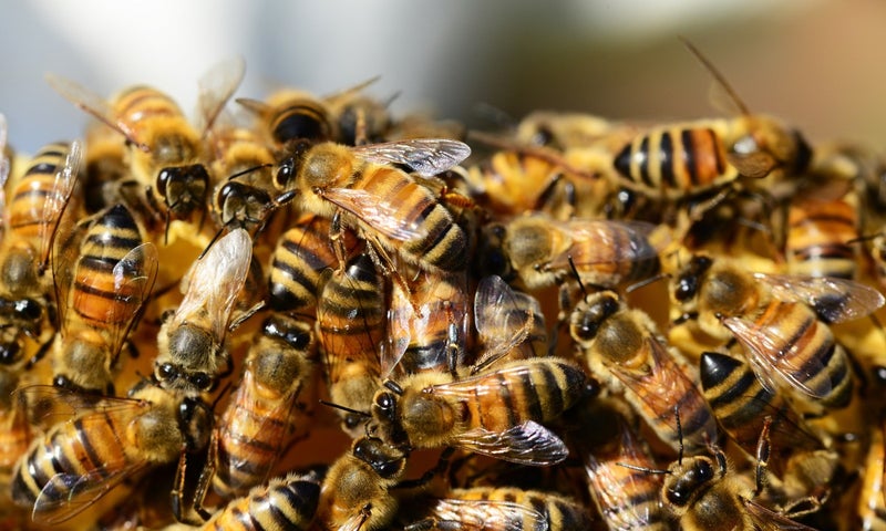 Abejas