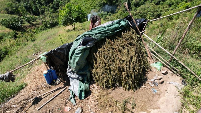 Aseguramiento de plantación de marihuana