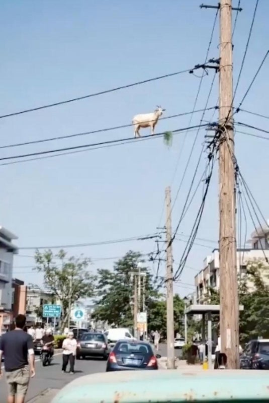 Cabra voladora poste de luz